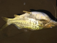 Pimelodus maculatus