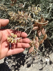 Astragalus anemophilus