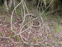 Lardizabala biternata