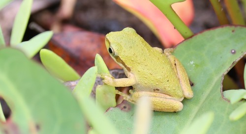 photo of Baja California Tree Frog (Pseudacris hypochondriaca)