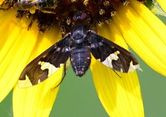 Exoprosopa dorcadion