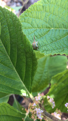Umbonia spinosa