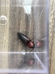 Parallelostethus attenuatus