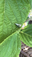 Umbonia spinosa