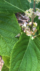 Umbonia spinosa