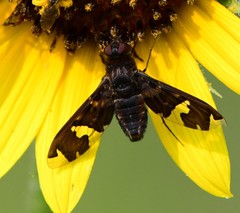 Exoprosopa dorcadion