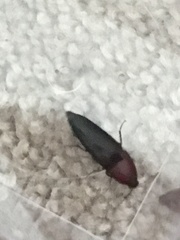 Parallelostethus attenuatus