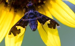 Exoprosopa dorcadion