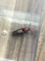 Parallelostethus attenuatus