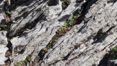 Heuchera hirsutissima