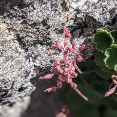 Heuchera hirsutissima