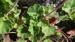 Heuchera hirsutissima