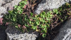 Heuchera hirsutissima