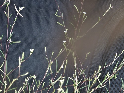 Image of Gayophytum ramosissimum by no rights reserved