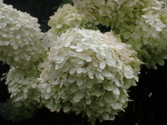 Hydrangea paniculata