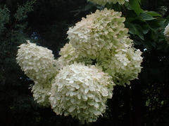 Hydrangea paniculata