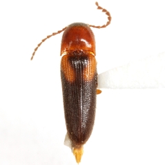 Ampedus areolatus