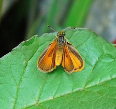 Ancyloxypha arene