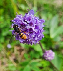 Conops quadrifasciatus