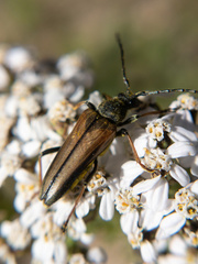 Acmaeops pratensis