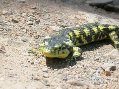 Abronia taeniata