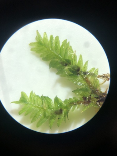 Rock Pocket-moss