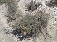 Astragalus anemophilus