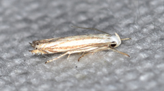 Polyhymno luteostrigella