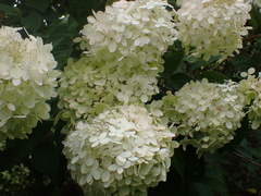 Hydrangea paniculata