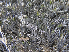 Grimmia anodon