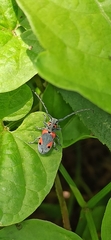 Tetraopes discoideus