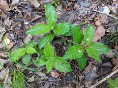 Lithospermum helleri