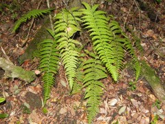 Polystichum chilense