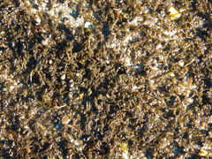 Sargassum muticum