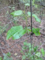 Styrax platanifolius