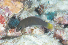 Pseudochromis marshallensis