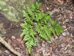 Pteris chilensis