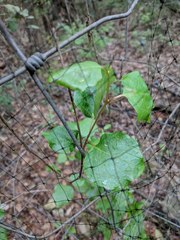 Styrax platanifolius