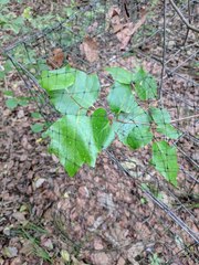 Styrax platanifolius