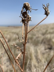 Crepis occidentalis