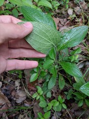Lithospermum helleri