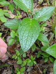 Lithospermum helleri