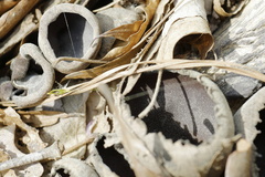 Urnula craterium image