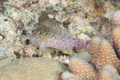 Cirrhitichthys aprinus