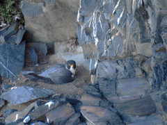 Falco peregrinus brookei