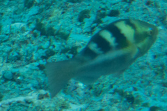 Scarus dimidiatus
