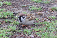 Passer montanus