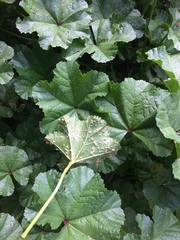 Puccinia malvacearum image