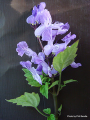 Plectranthus saccatus