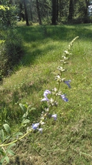 Salvia azurea azurea
